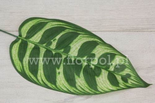 kalatea liść 12szt zielony/ecru (CF1-033J)