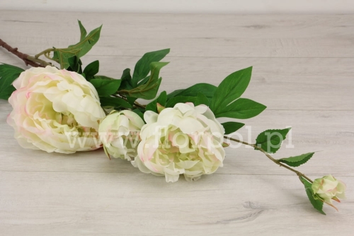 Peonia wysoka 1szt wanilia/środek pistacja (SUN117)