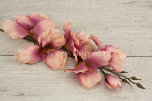 mieczyk pojedynczy 12szt róż u nasady/pudrowe końce (KDGT770B)