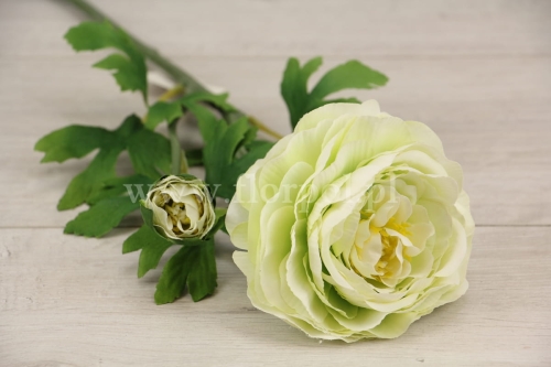 pojedynczy jaskier z pączkiem 1szt pistacja  w (MY178)