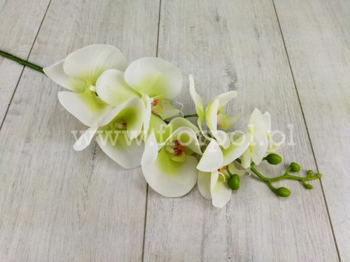 Orchidea silikonowa  ecru/pistacjowy środek (AJ45998)