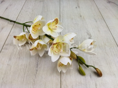 Storczyk - cymbidium 1szt ecru/wanilia  (AJ47238)