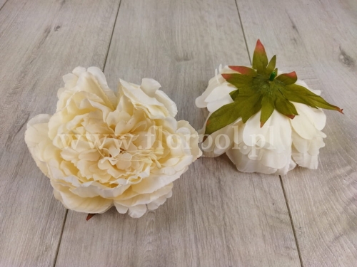 peonia z pręcikiem - wyrobówka 6szt ecru