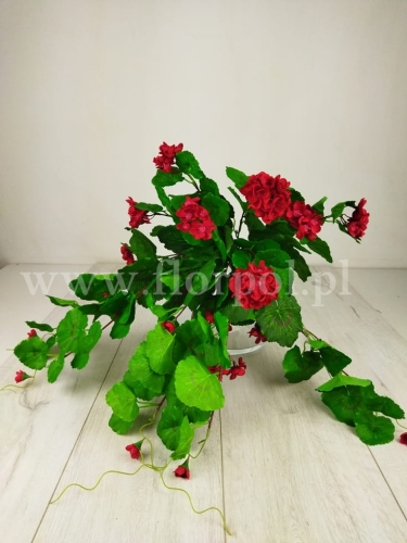 bukiet - pelargonia zwisająca 1szt #928 rubin (SUN681)