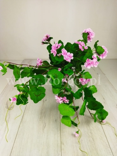 bukiet - pelargonia zwisająca 1szt #2204 violet (SUN681)