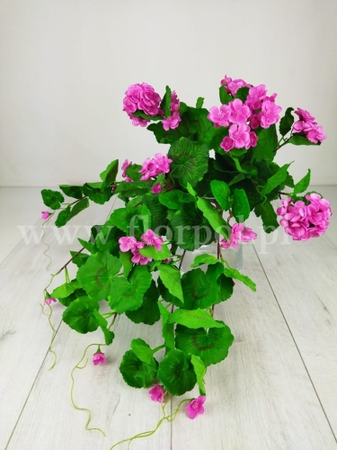 bukiet - pelargonia zwisająca 1szt #2853 pink edge beauty (SUN681)