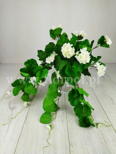 bukiet - pelargonia zwisająca 1szt #2058 white (SUN681)